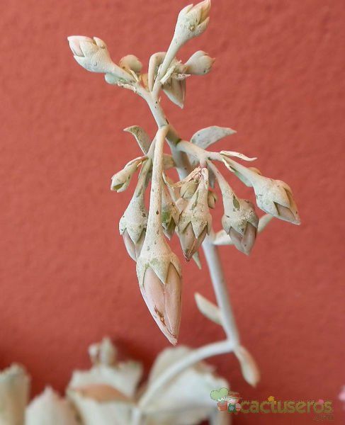 Una foto de Cotyledon orbiculata var. undulata