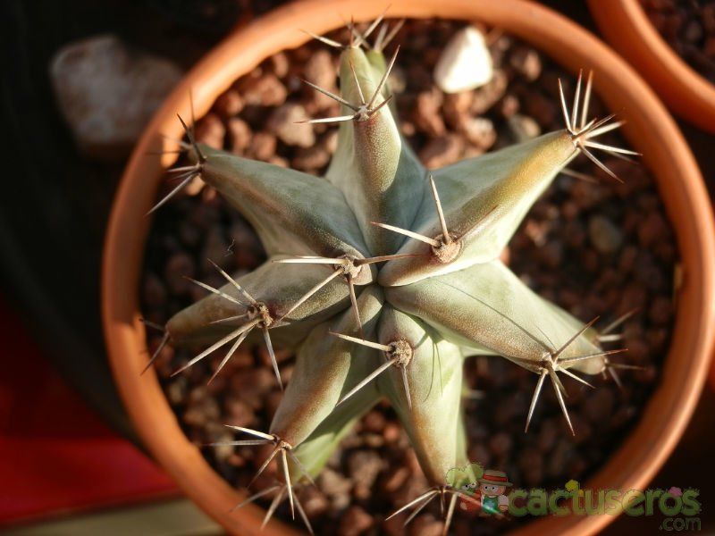 Una foto de Stenocereus pruinosus