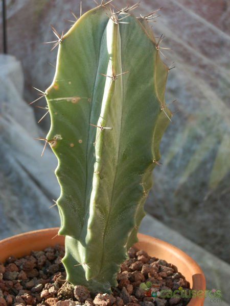 Una foto de Stenocereus pruinosus