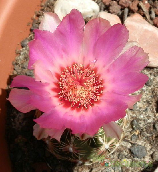 A photo of Thelocactus bicolor ssp. schwarzii