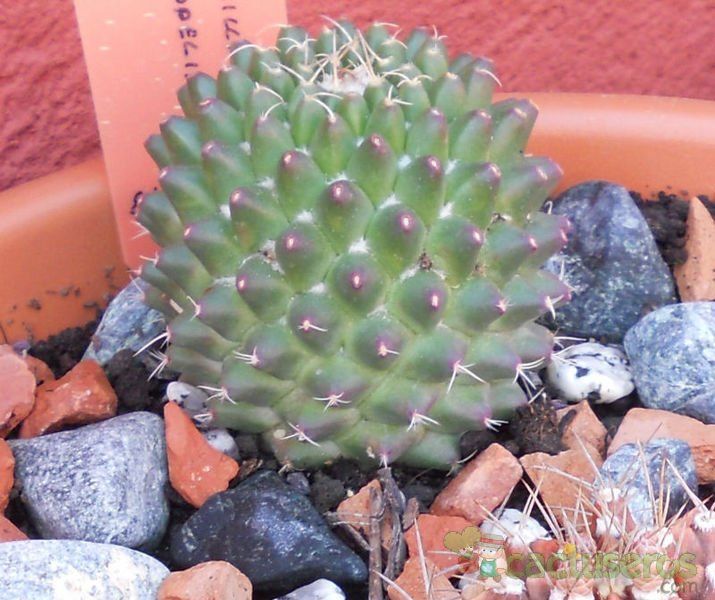 A photo of Mammillaria polythele fma. inermis