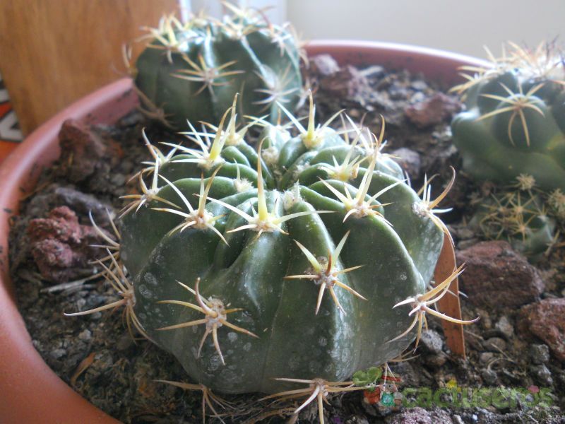 A photo of Echinopsis huotii