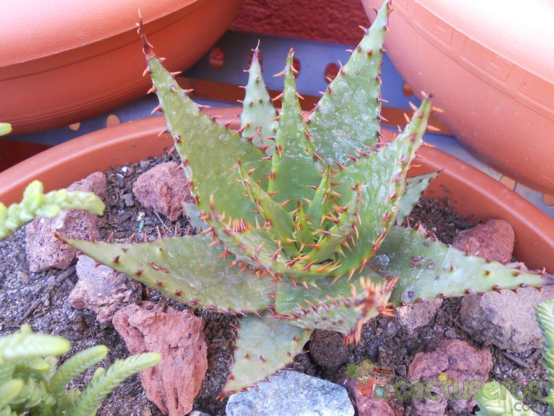 A photo of Aloe broomii