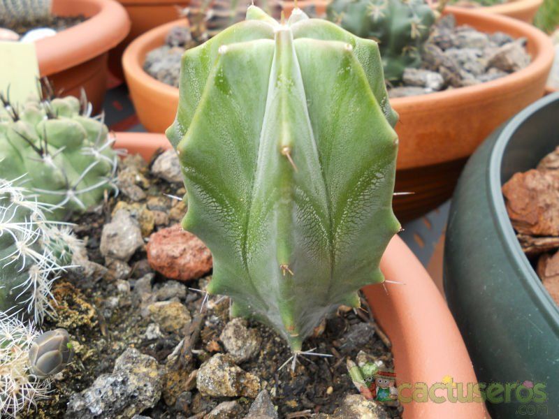 Una foto de Stenocereus pruinosus