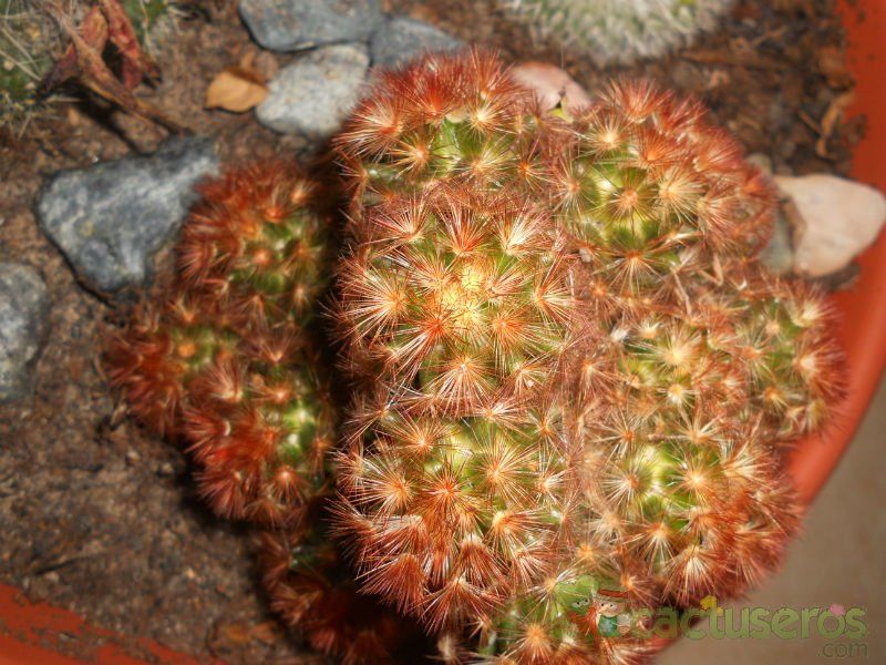 Una foto de Mammillaria carmenae