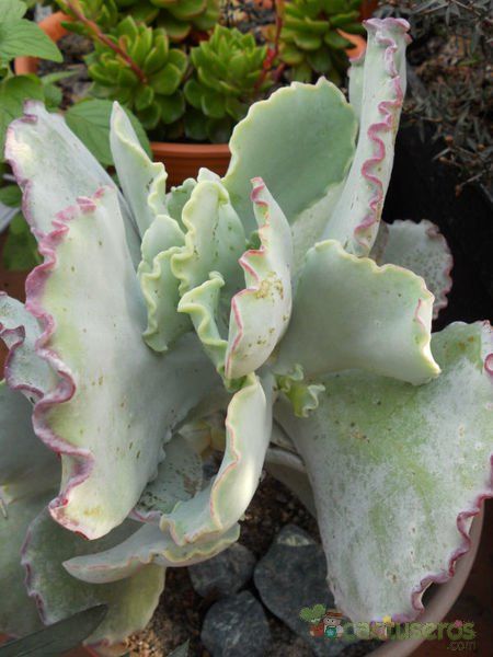 Una foto de Cotyledon orbiculata var. undulata