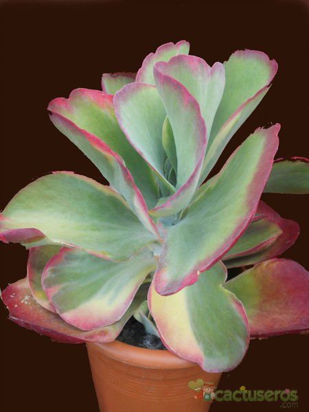 Una foto de Kalanchoe luciae ssp. luciae
