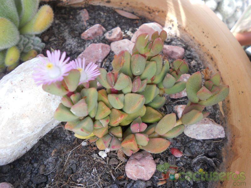 A photo of Gibbaeum petrense