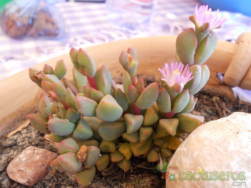 A photo of Gibbaeum petrense