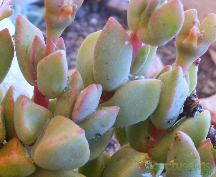 A photo of Gibbaeum petrense
