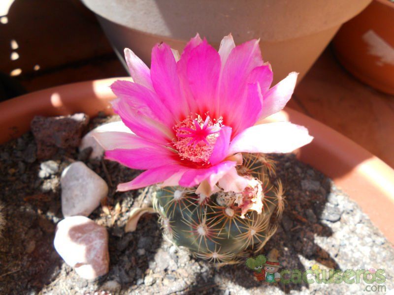 A photo of Thelocactus bicolor ssp. schwarzii