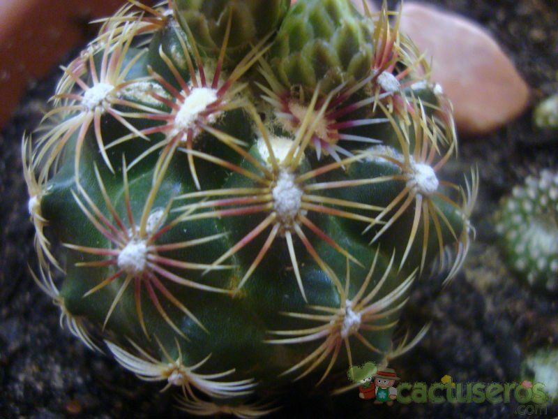 A photo of Thelocactus bicolor ssp. schwarzii