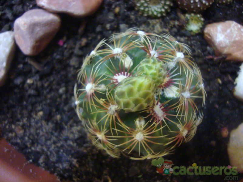 A photo of Thelocactus bicolor ssp. schwarzii