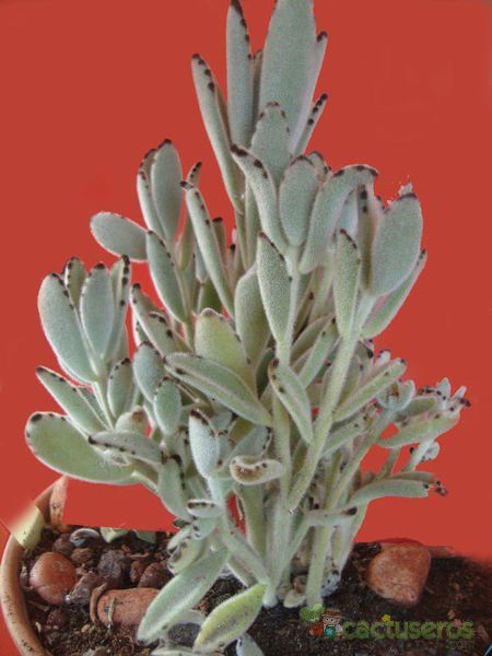A photo of Kalanchoe tomentosa