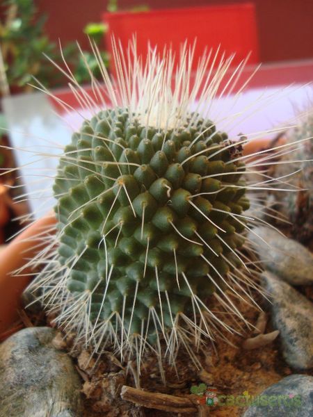A photo of Mammillaria spinosissima fma. unpico