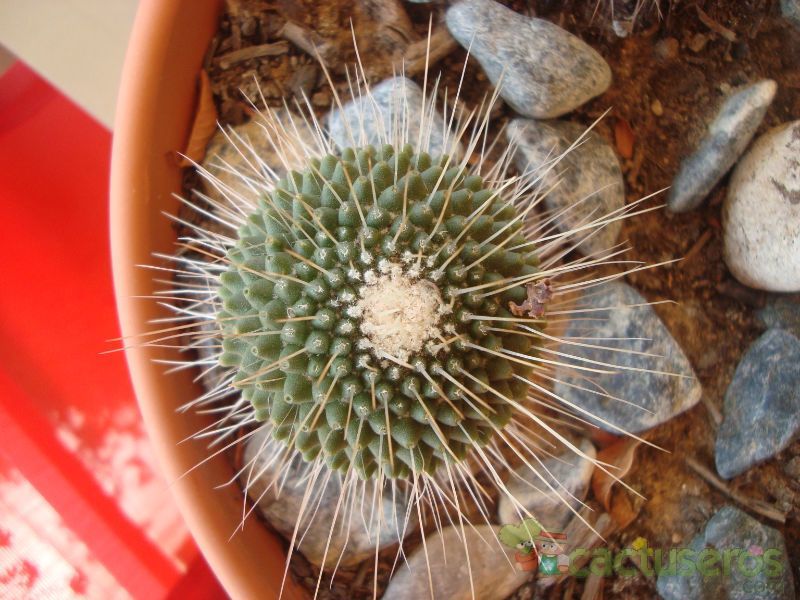 A photo of Mammillaria spinosissima fma. unpico