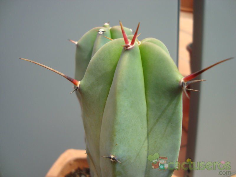 Una foto de Myrtillocactus geometrizans
