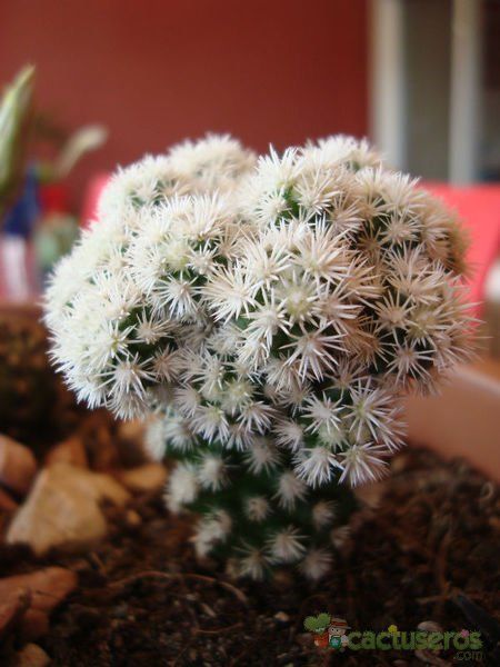 A photo of Mammillaria gracilis cv. Arizona Snowcap