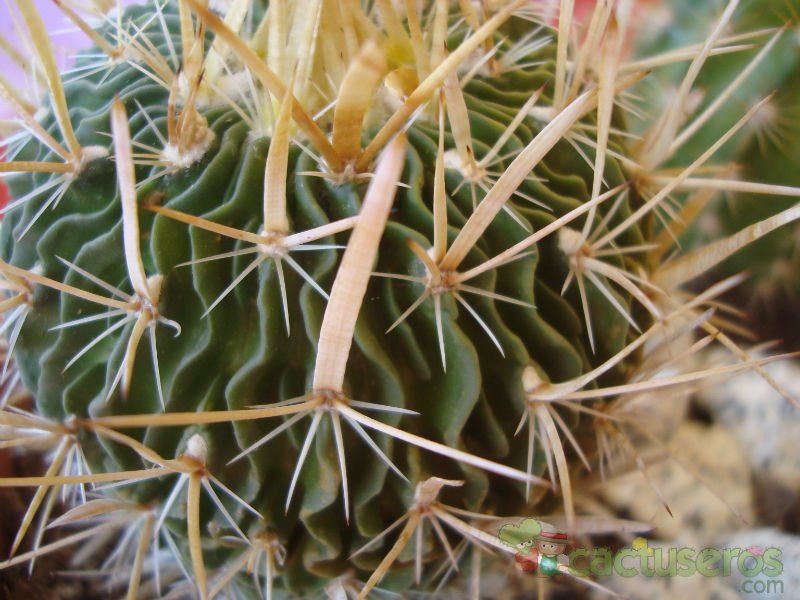 A photo of Stenocactus phyllacanthus