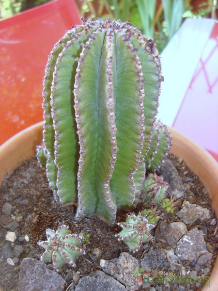 Una foto de Euphorbia cereiformis