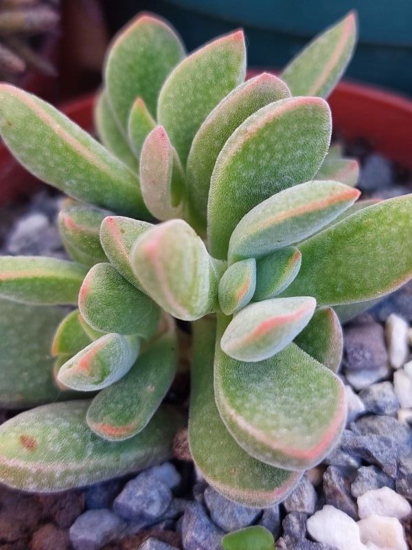 Una foto de Crassula ausensis