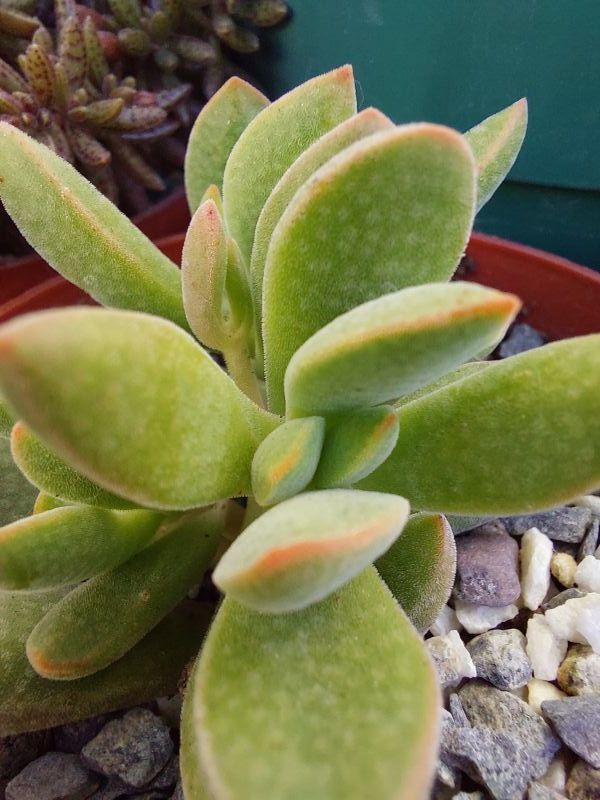 Una foto de Crassula ausensis
