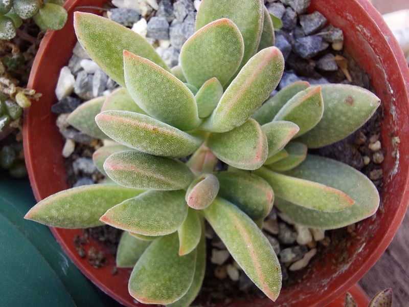 Una foto de Crassula ausensis