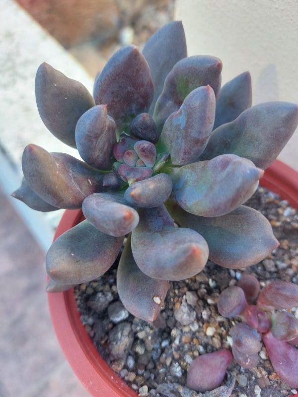 A photo of Graptoveria x Royal Flush (Graptopetalum amethystinum x Echeveria affinis)