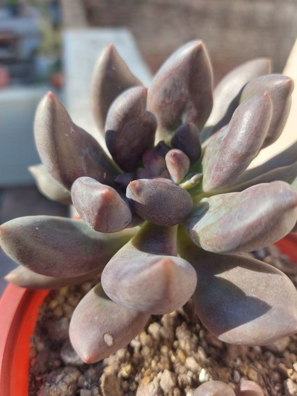 A photo of Graptoveria x Royal Flush (Graptopetalum amethystinum x Echeveria affinis)