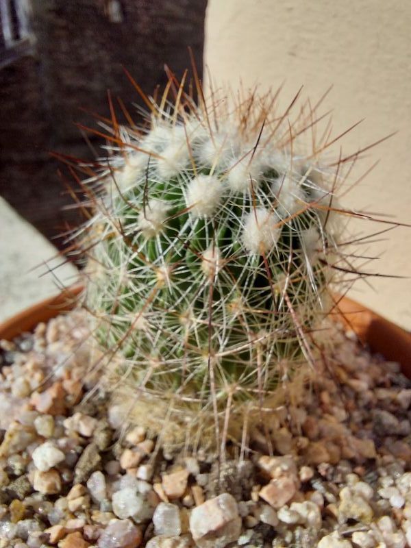 Una foto de Stenocactus vaupelianus