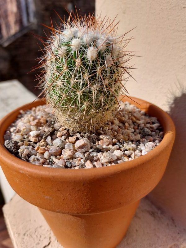 Una foto de Stenocactus vaupelianus