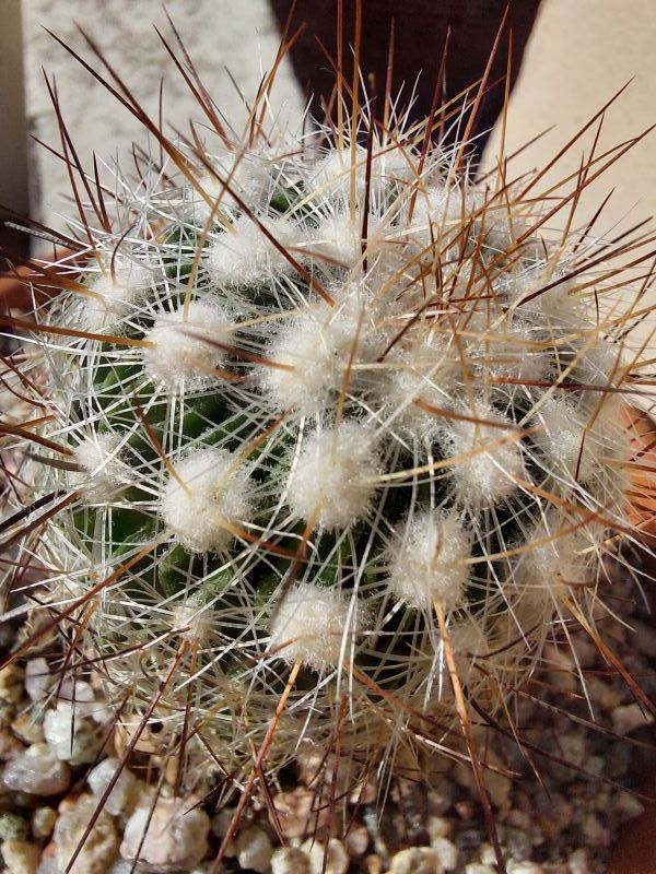 Una foto de Stenocactus vaupelianus