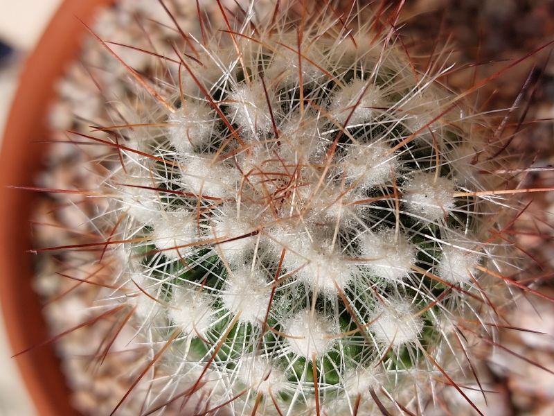 Una foto de Stenocactus vaupelianus