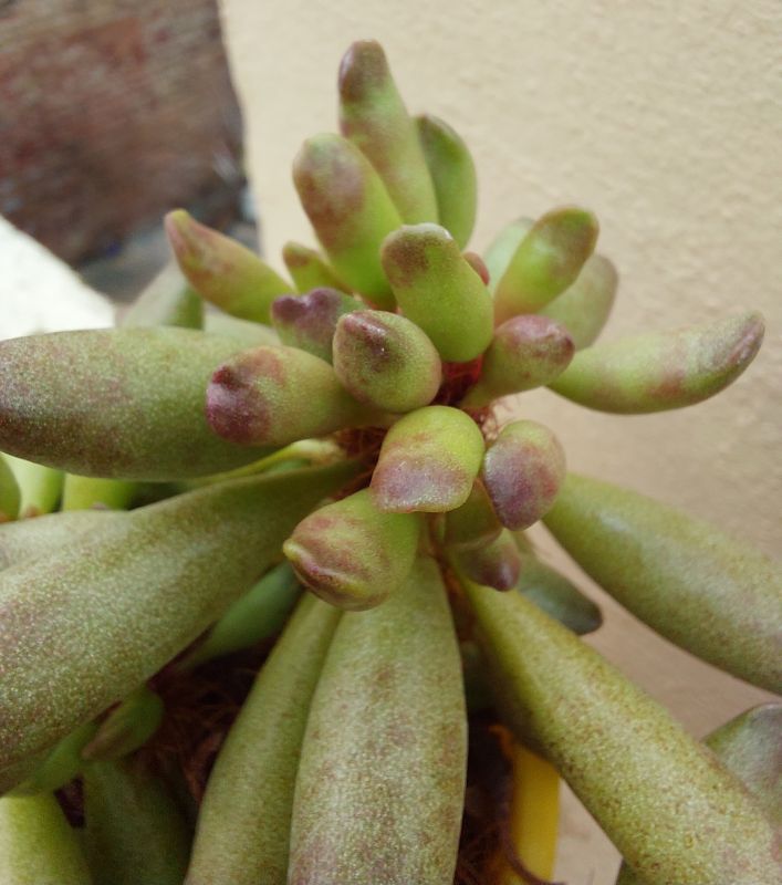 Photo of a cactus currently being identified