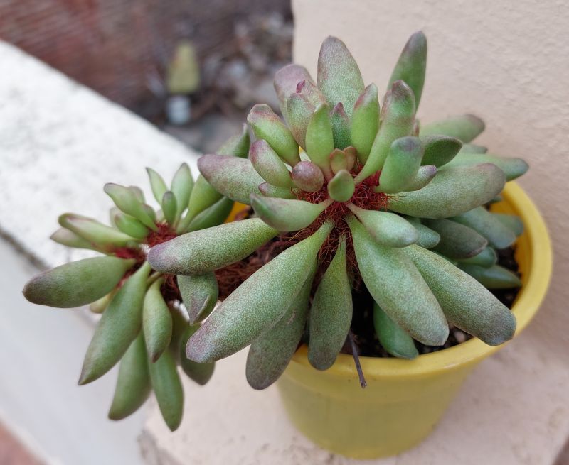 Photo of a cactus currently being identified