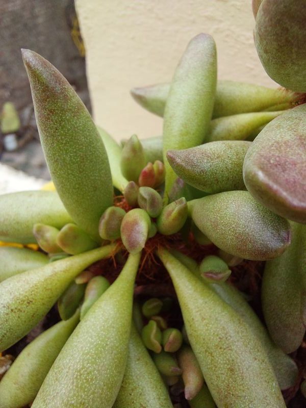 Photo of a cactus currently being identified