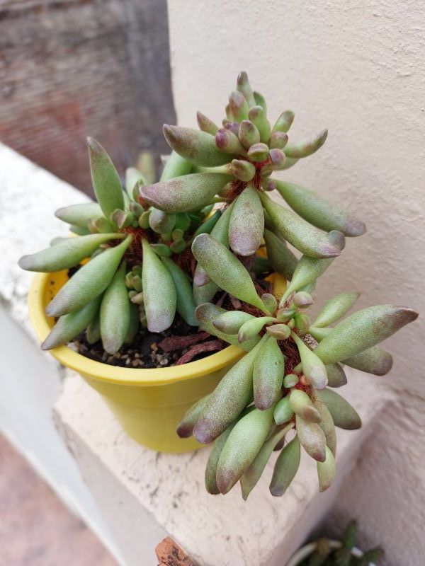 Photo of a cactus currently being identified