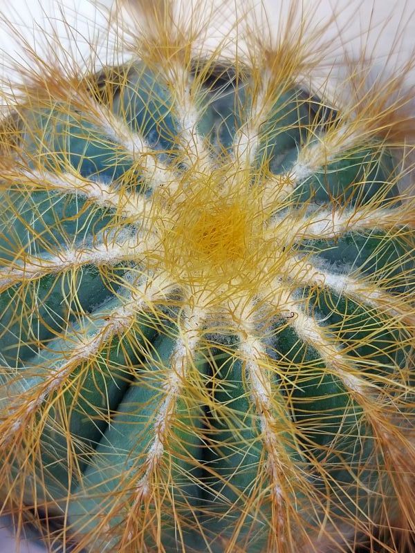 A photo of Parodia magnifica