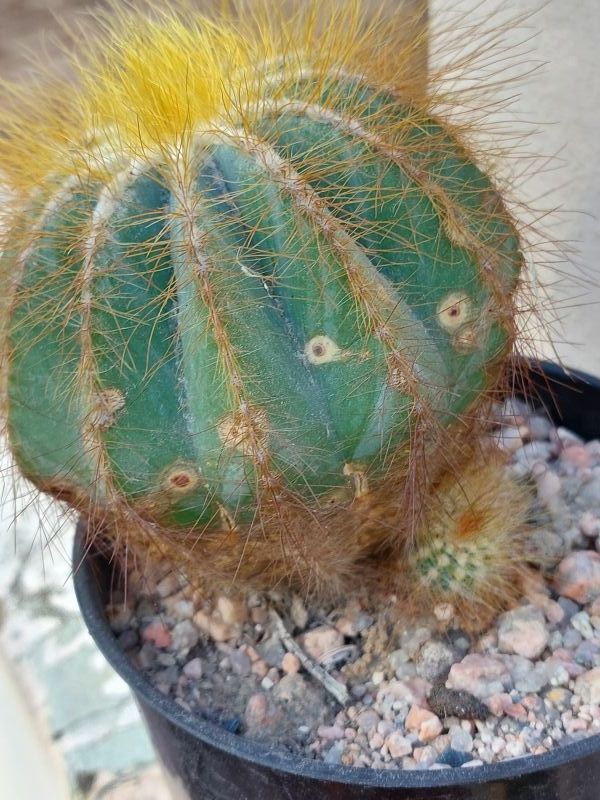 A photo of Parodia magnifica
