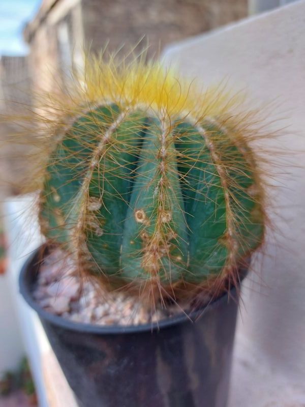 A photo of Parodia magnifica