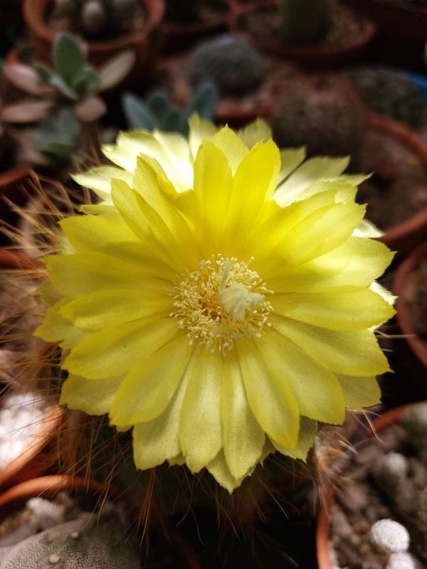 A photo of Parodia magnifica