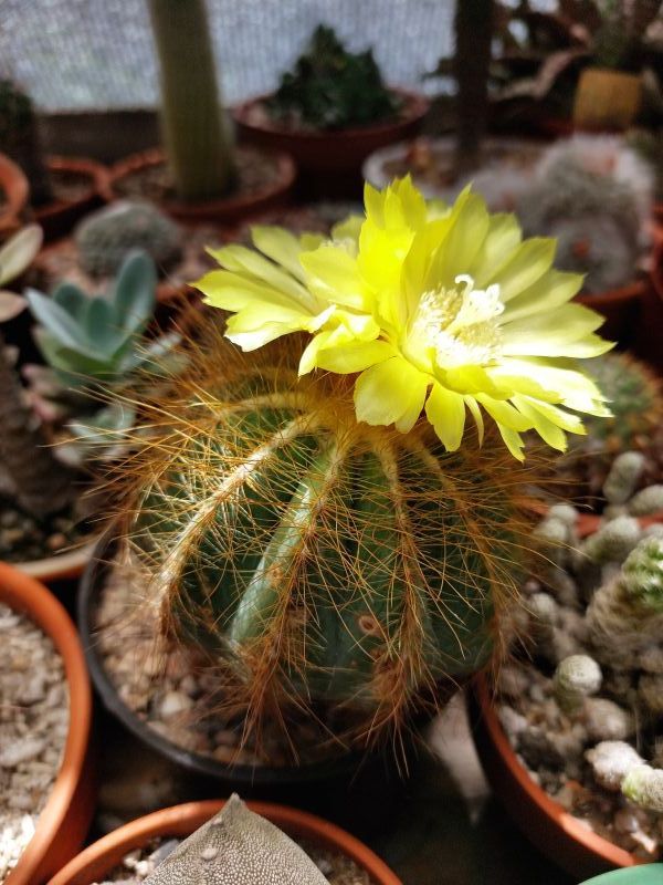 A photo of Parodia magnifica