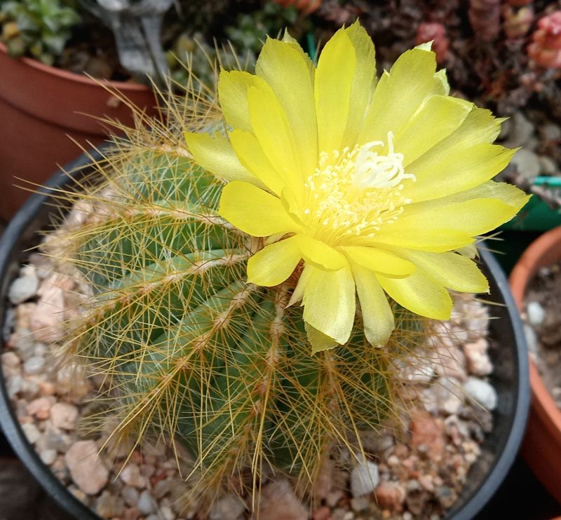 A photo of Parodia magnifica