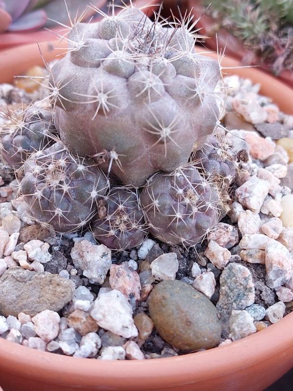 A photo of Copiapoa humilis subsp. tenuissima