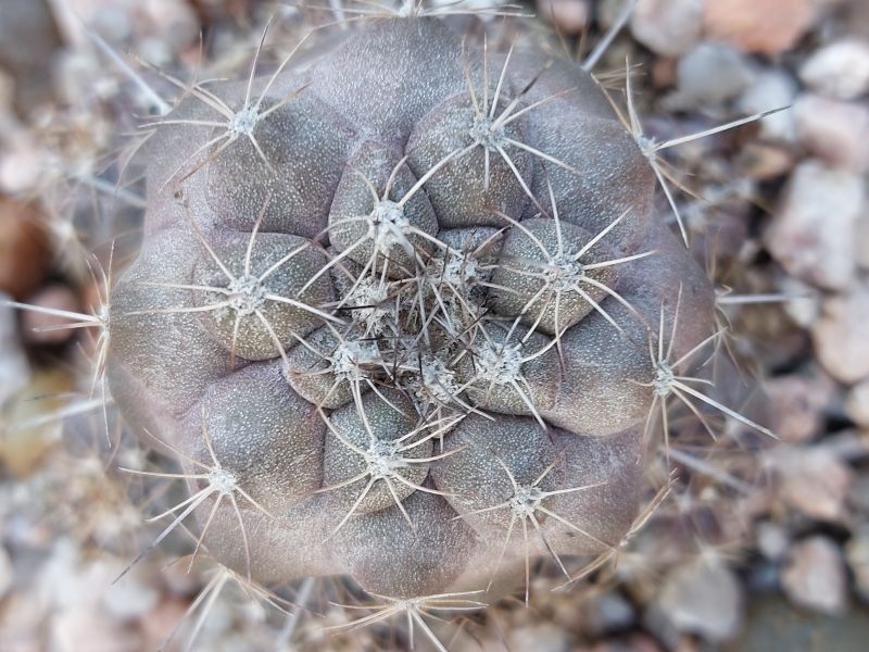 A photo of Copiapoa humilis subsp. tenuissima
