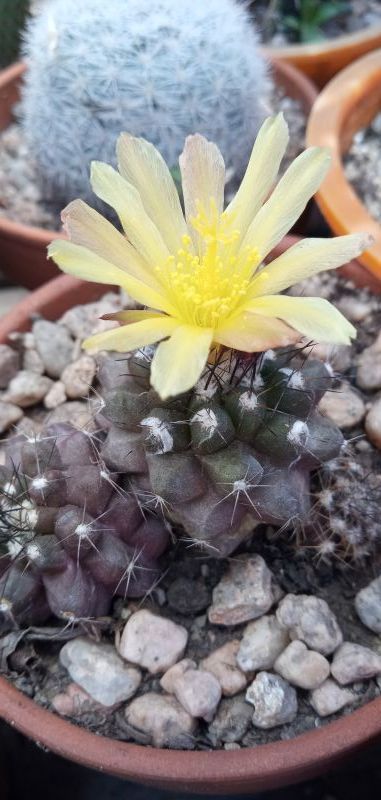 A photo of Copiapoa humilis subsp. tenuissima