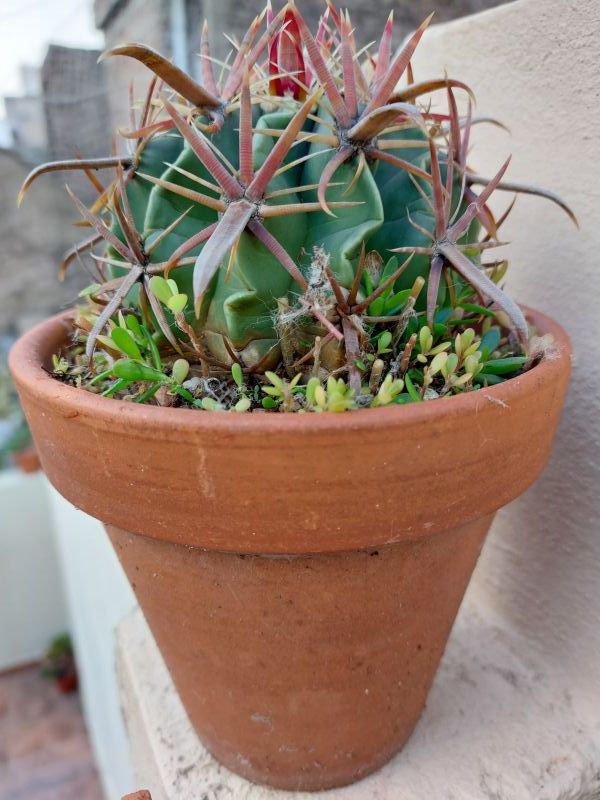 A photo of Ferocactus recurvus