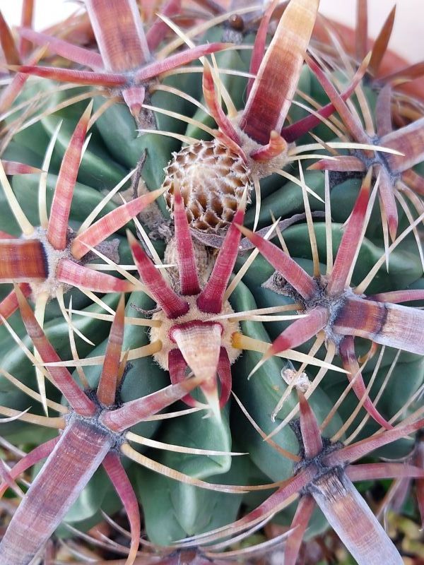 A photo of Ferocactus recurvus