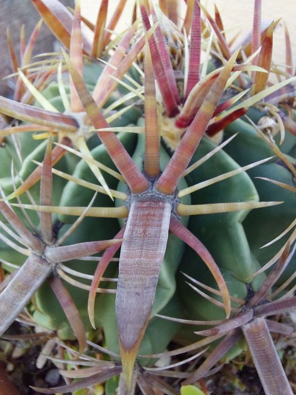 A photo of Ferocactus recurvus
