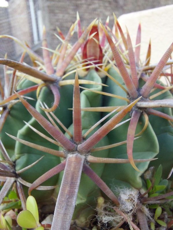 A photo of Ferocactus recurvus